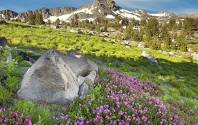 Цветущий склон горы