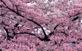 Цветущее дерево