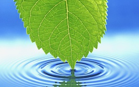 Лист у воды