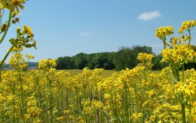 Поле счастья