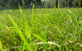 Трава в парке