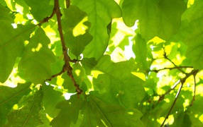 Зеленые листья