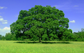 Отдых в тени огромного дерева