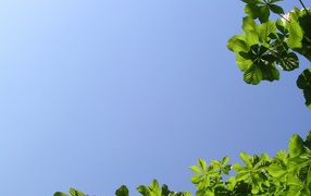 Летняя природа