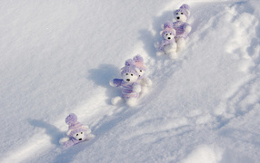Bears in the snow