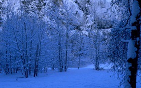 Голубой лес