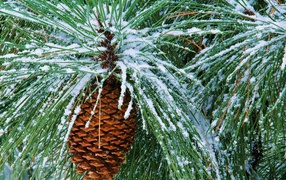 Дерево на углу