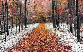 Морозное утро