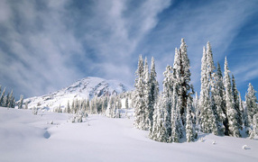 Замерзшая верхушка