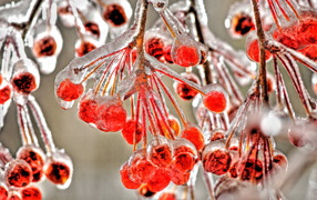 Замерзшая калина