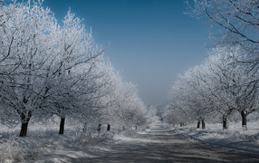 Дорога и деревья