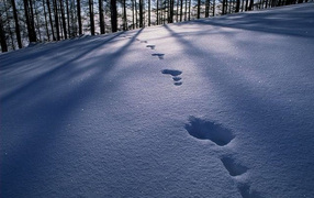 Снежные лики