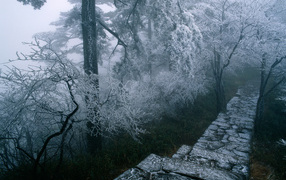 Путь сквозь зиму