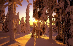 Вид на зимний лес