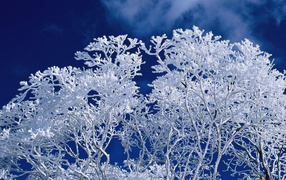 Winter frost branches