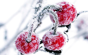 Winter fruits