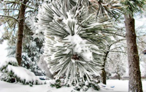 Зимний сосновый лес