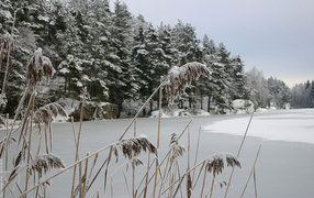 Зимняя соломина