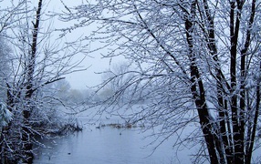 Зимние деревья