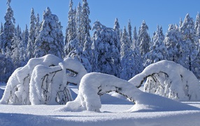 snow covered Forest