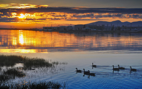 Утки на закате