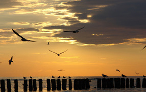 Чайки на закате