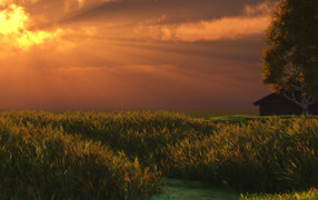 Летний вечер