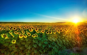 Sunflower fields at dusk
