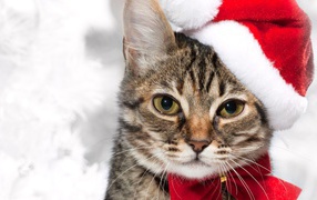 Новогодняя кошка