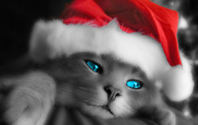 Santa cat