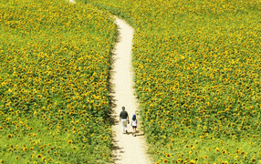 Прогулка через поле подсолнечников