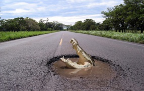 Crocodile on the road