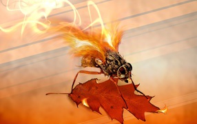 Огненная муха