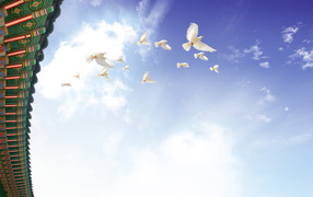 Летящие голуби