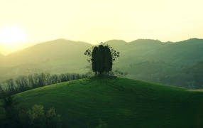 Дерево на зеленом холме