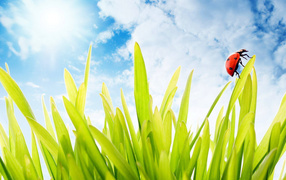 Божья коровка