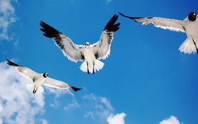Seagulls attack