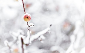 Apple and snowfall