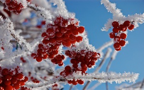Cranberry in snow