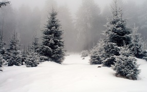 Fir-trees in the winter wood