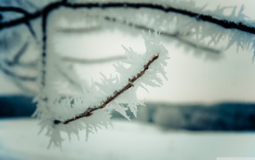 Frozen twigs