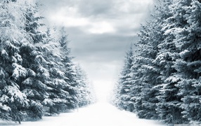 Сосны в снегу