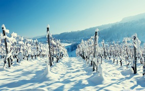Snow on vineyards