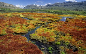 Colorful Mosses / Cedarberg Wilderness Area / Northern Cape /  South Africa