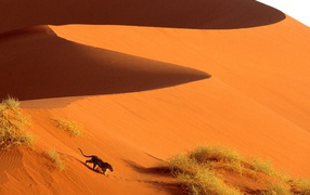 Crossing the Sand Dunes of Sossusvlei Park / Namibia  / Africa
