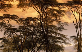 Fever Trees at Sunset  / Africa
