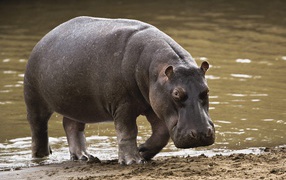 Hippopotamus / Masai Mara / Kenya / Africa