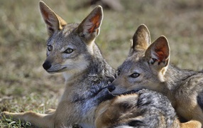 Шакалы / Кения / Африка