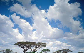 Masai Mara / Kenya / Africa