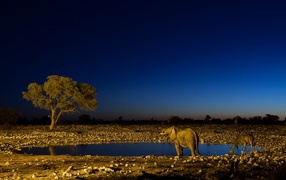 Ночная Африка